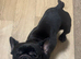 KC register French Bulldog