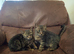 2 tabbie brothers
