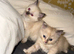 Ragdoll kittens