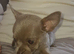 Chihuahua pups