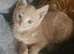 2 beautiful kittens left