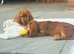 Beautiful cocker spaniels