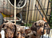 Dapple dachshunds