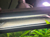 white tree frog whole set up sold with