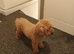 F1Bb Cavapoo boy