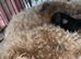 Unique Cavapoos pups