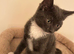 Beautiful 9 week grey female kitten