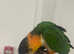 Hand Reared Baby Black Headed Caiques