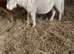 Mini Shetland filly foal