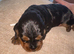 Working cocker spaniel puppies