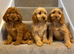 Cockapoo puppies F1 ready now
