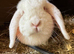 Dwarf lop female show standard
