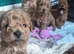 Mini goldendoodles for sale