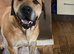 Bloodhound x lab x shepherd mix