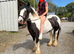 13&rsquo;2 - 15yo - mare