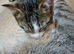 Bengal crosses