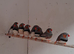 Zebra finches