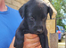 Beautiful Labrador x Lurcher puppies