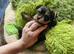 Lovely puppies for sale