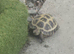 Russian horsenfield tortoise