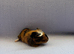 Two Baby Guinea Pigs