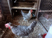 Two Lovely Cream Legbar hens female Blue egg layers
