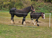 2 cobs one Welsh pony