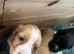 Cocker spaniels
