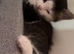 2 male kittens for sale