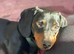 Marley the sausage