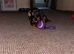 Black and brown dachshund