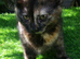 Pretty Litter of Mixed Breed Kittens Ready Now :) Boys and Girls