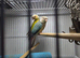 2 female conures 10 weeks old