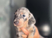 Beautiful mini dachshund