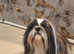 Pure breed SHIH TZU
