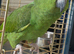 Amazon parrot
