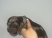 DACHSHUND PUPPIES