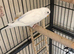 Budgies