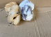 Baby Male Guinea Pigs For Sale