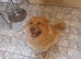 King shepherd x shiba inu
