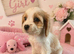 ** RARE COLOURED DNA CLEAR CAVAPOO PUPPIES **