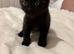 Scottish fold kitten