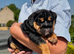 1st class kc registered English bulldog puppies