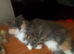 2 years old female cat for sale