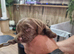 Sprocker Puppies for sale girls and boys