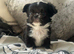 Stunning Longcoat tiny black and white male kc reg