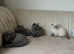 Scottish fold kittens