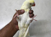 Hand reared mutation Ringnecks
