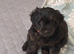 Cockapoo Mix