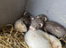 Ferret hobs available